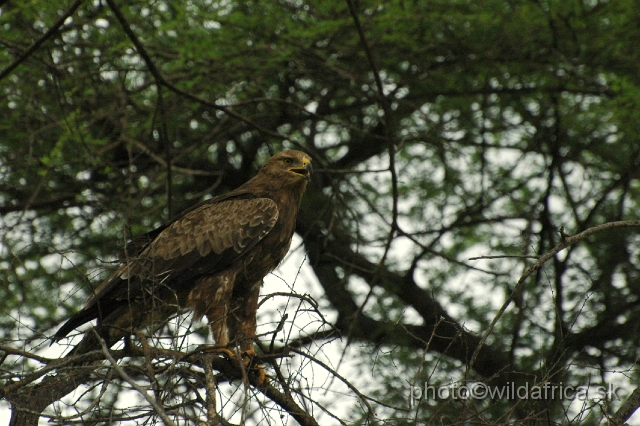 puku rsa 062.jpg - Steppe Eagle (Aquila nipalensis)